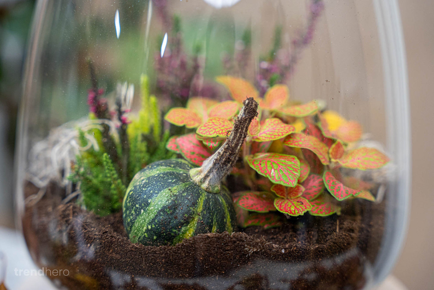 Little Joe Autumn - Glass Bottle With Autumn Plants And Mini Pumpkins - Autumn Bottle Garden Diy Kit - Ø 20 Cm ↑ 22 Cm
