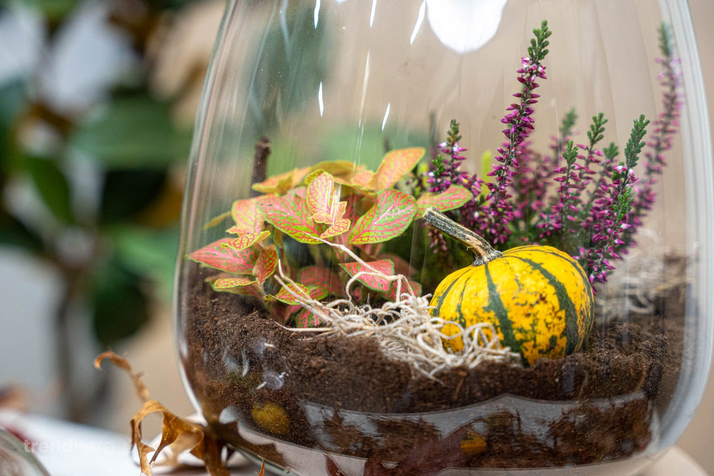 Emma Autumn - Glass Bottle With Autumn Plants And Mini Pumpkins - Autumn Bottle Garden Diy Kit - Ø 23 Cm ↑ 25 Cm