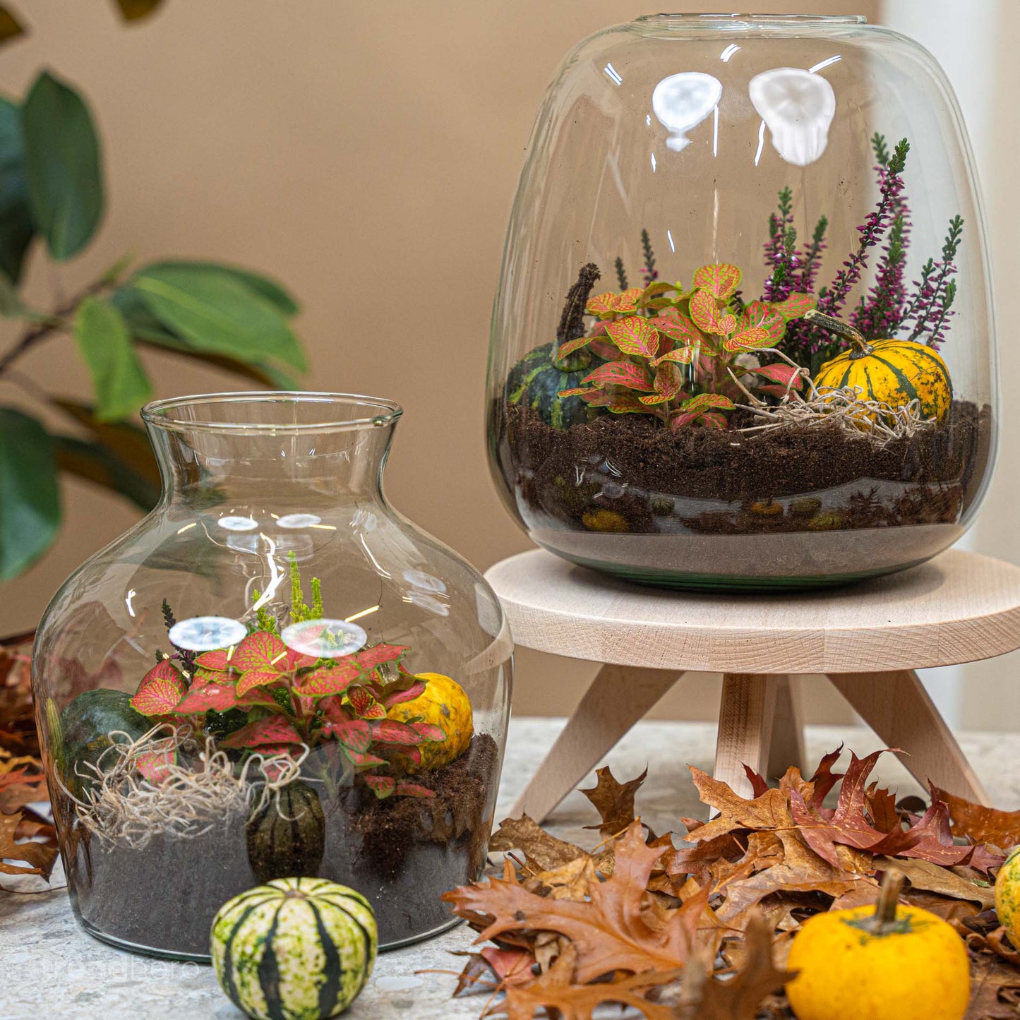 Pumpkin Mini Set (3 Pcs, 6–8 Cm) - Natural Autumn Decoration