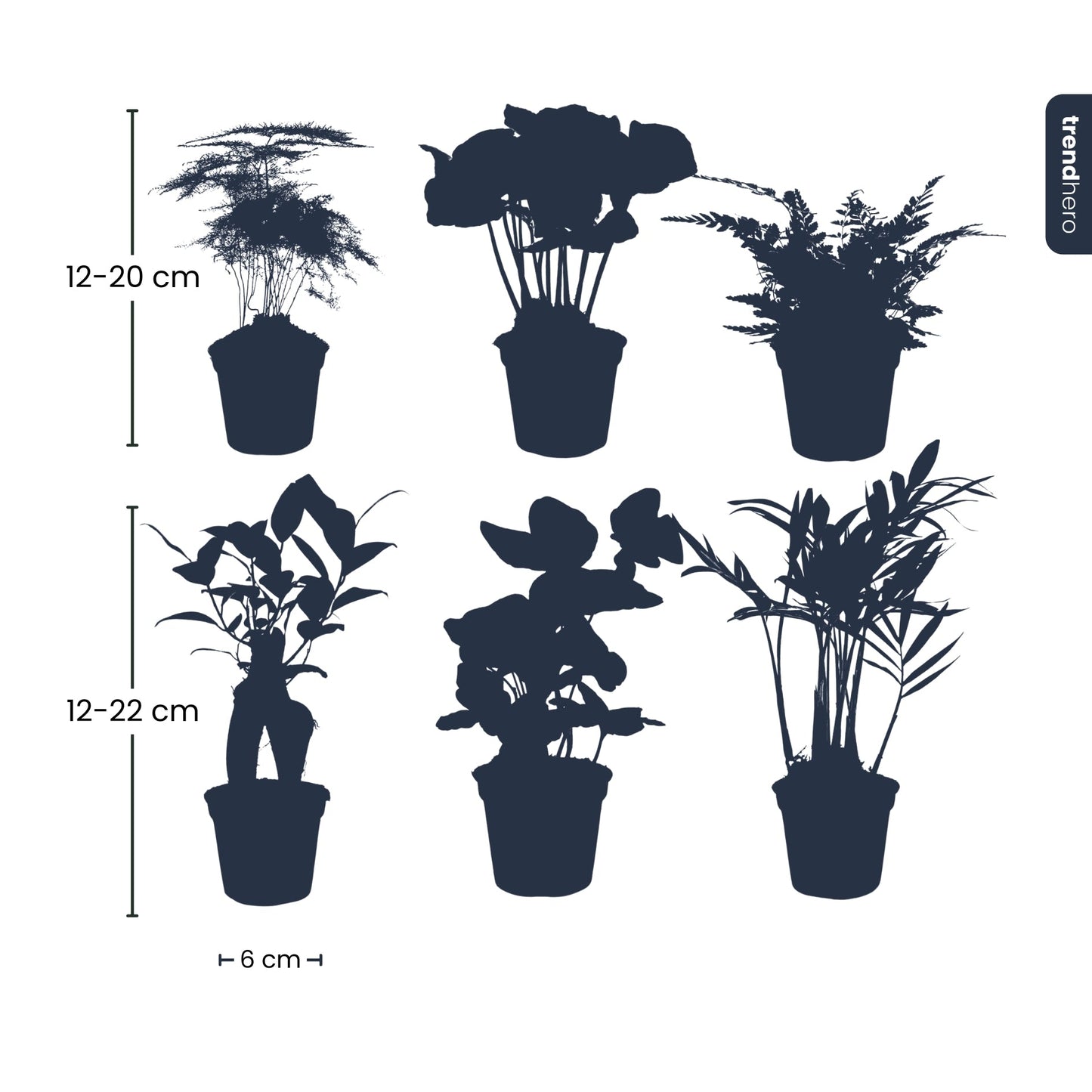 Plant Set - 6 Green Plants - Baby And Terrarium Plants