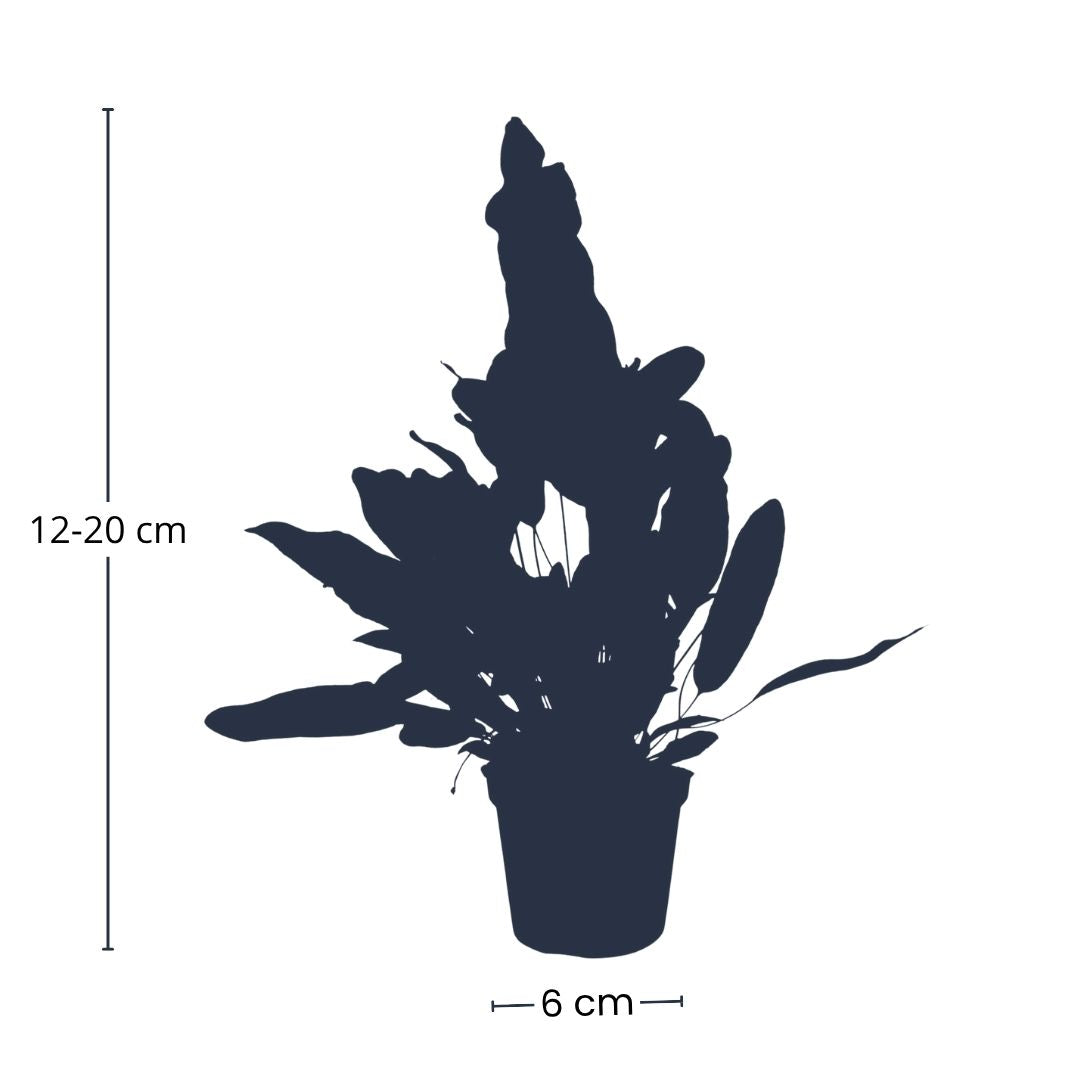 Phlebodium Blue Star - Pot Size 6 - Baby Plant - Terrarium Plant