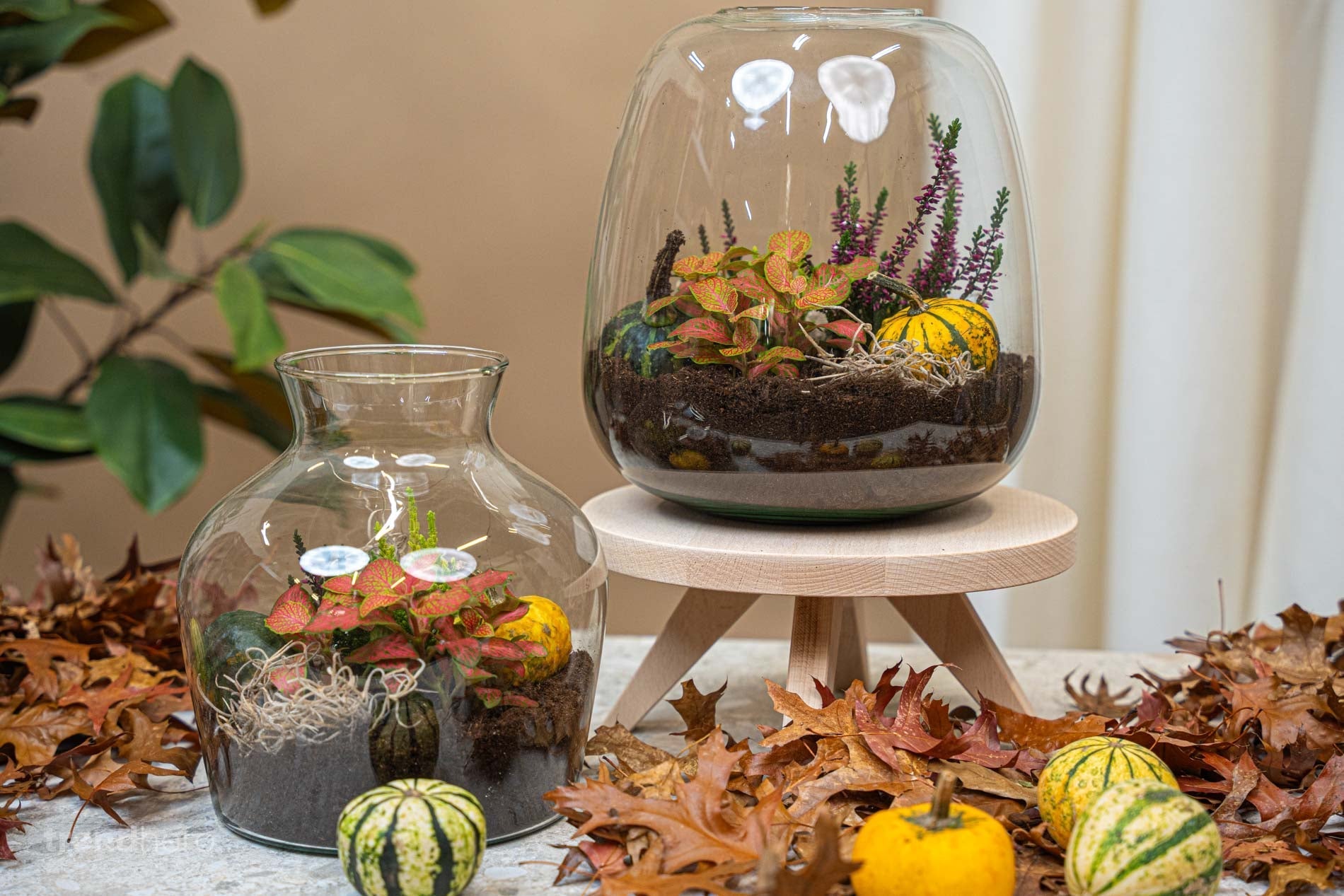 Little Joe Autumn - Glass Bottle With Autumn Plants And Mini Pumpkins - Autumn Bottle Garden Diy Kit - Ø 20 Cm ↑ 22 Cm