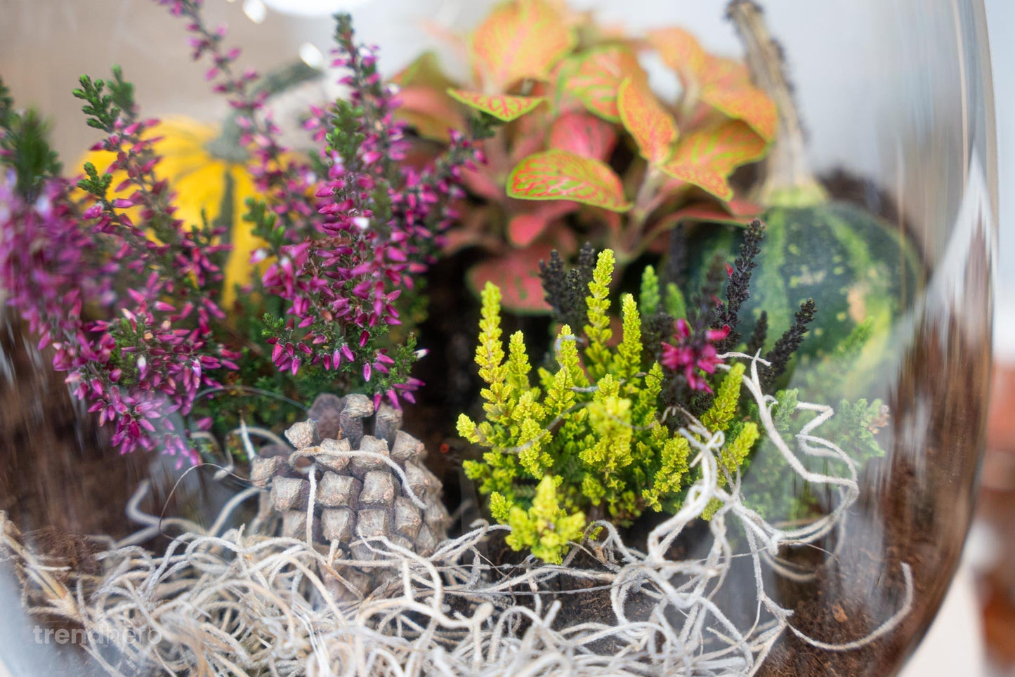 Pine Cones 10 Pcs - Size 4 - 6 Cm (Small)