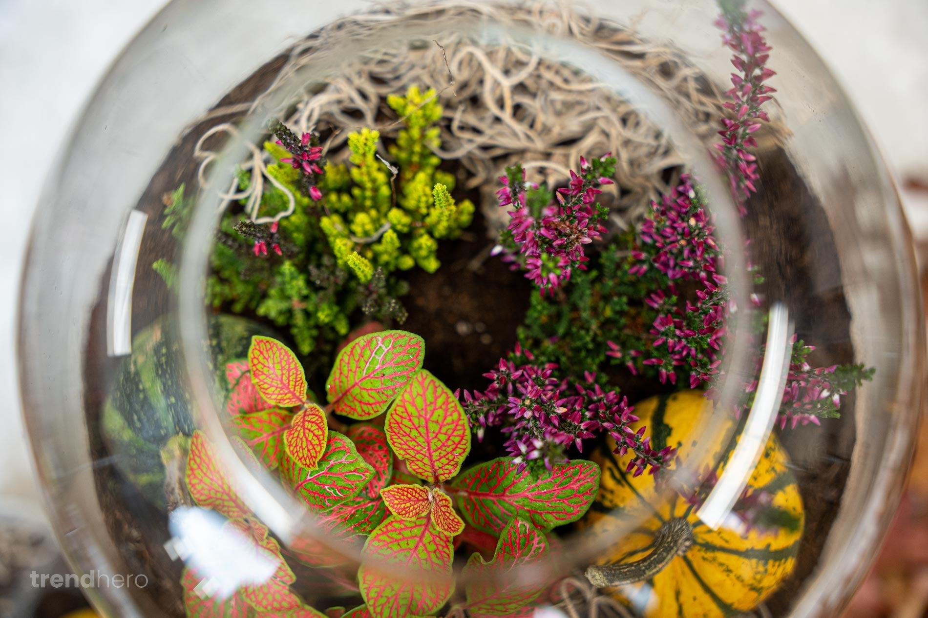 Emma Autumn - Glass Bottle With Autumn Plants And Mini Pumpkins - Autumn Bottle Garden Diy Kit - Ø 23 Cm ↑ 25 Cm