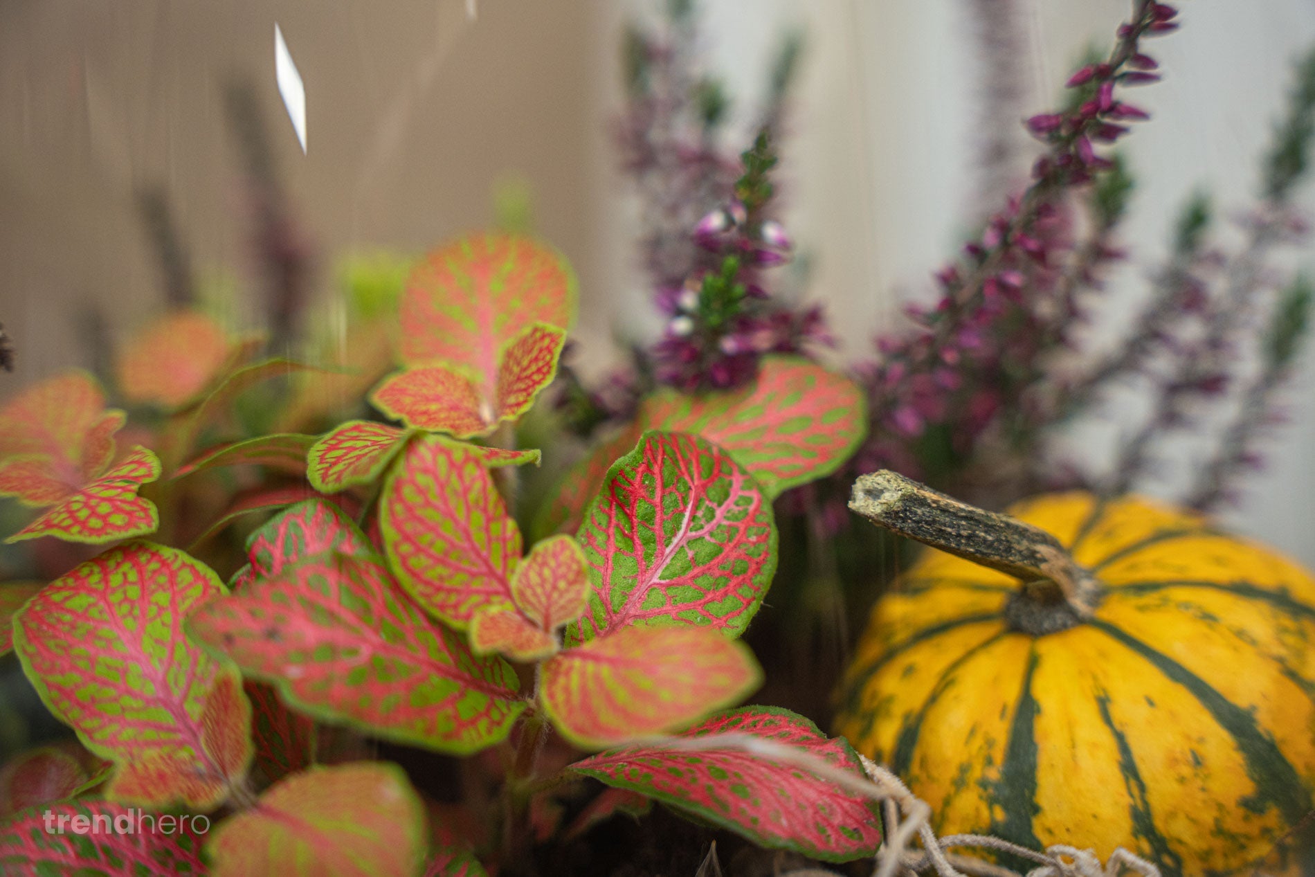 Emma Autumn - Glass Bottle With Autumn Plants And Mini Pumpkins - Autumn Bottle Garden Diy Kit - Ø 23 Cm ↑ 25 Cm