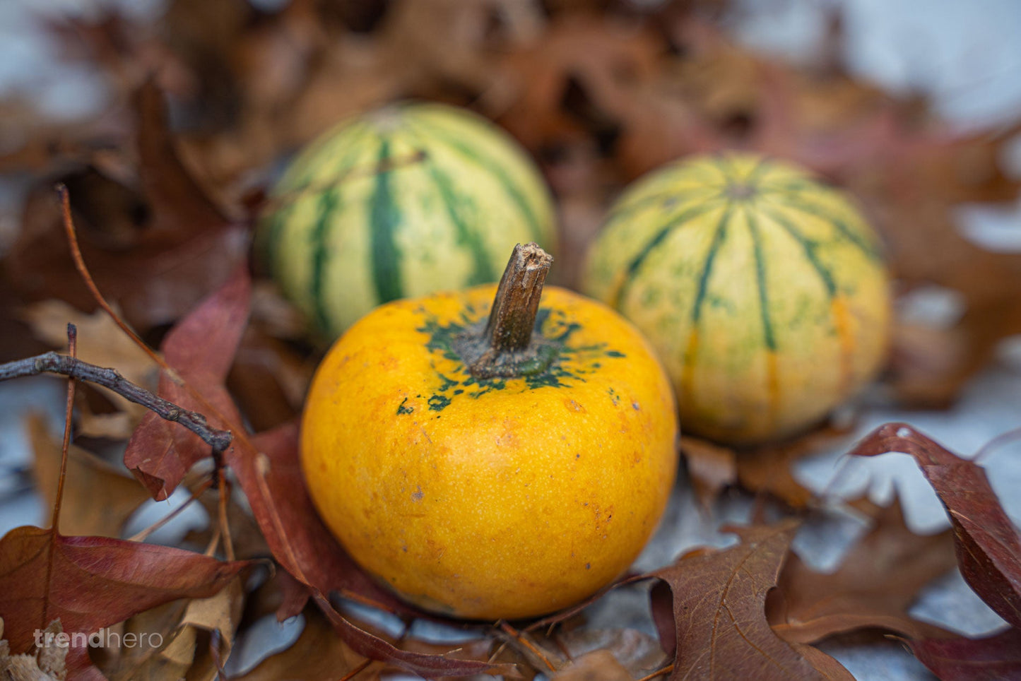 Pumpkin Mini Set (3 Pcs, 6–8 Cm) -  Natural Autumn Decoration
