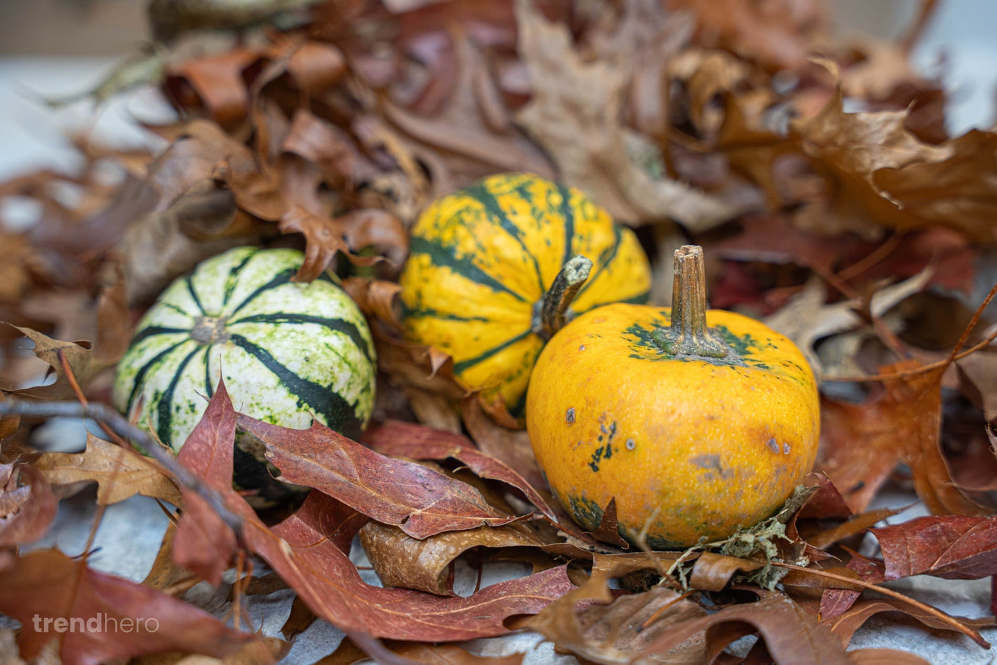 Pumpkin Mini Set (3 Pcs, 6–8 Cm) -  Natural Autumn Decoration