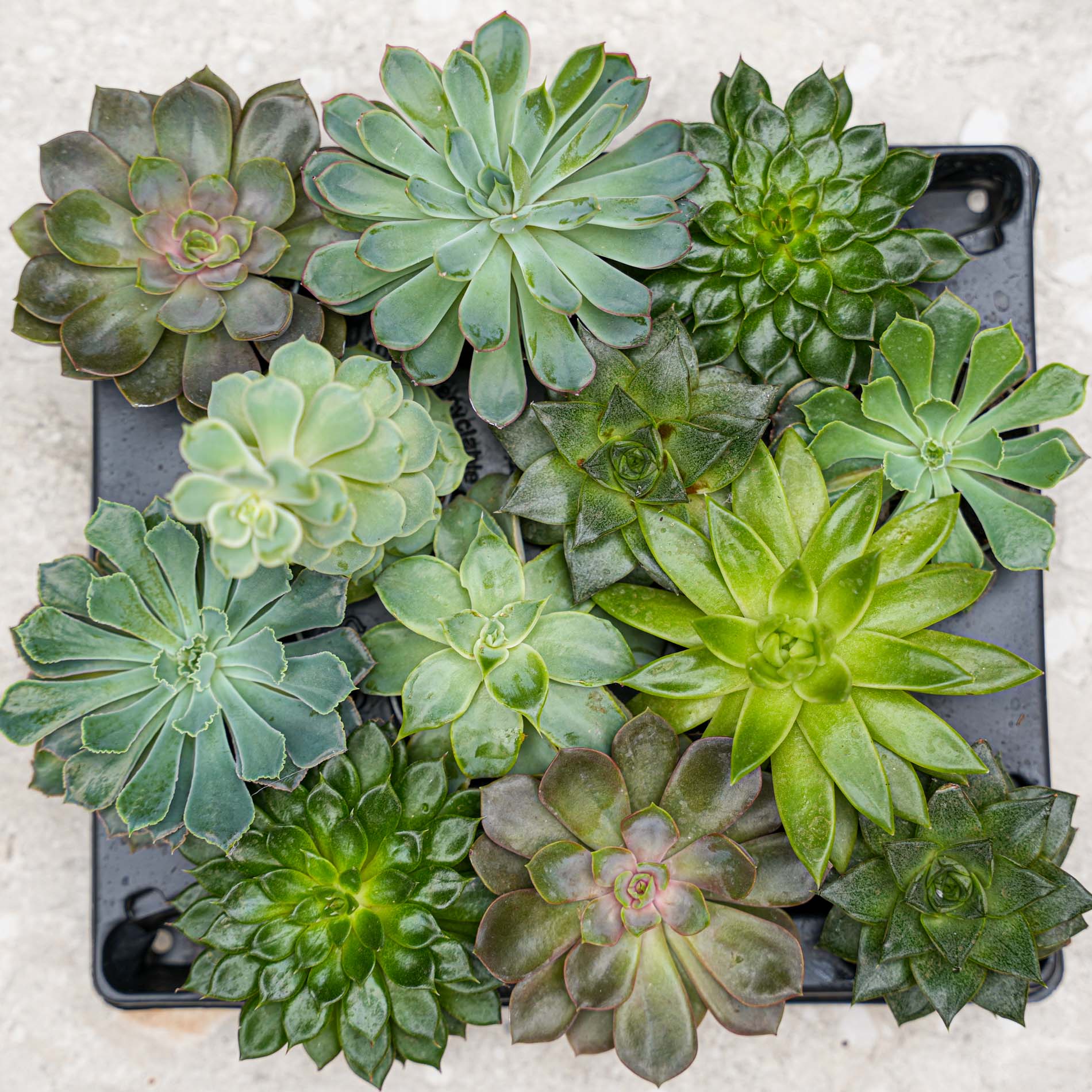 Succulent Mix Set - Assorted Succulents In 6 Cm Pots (8–12 Cm High)