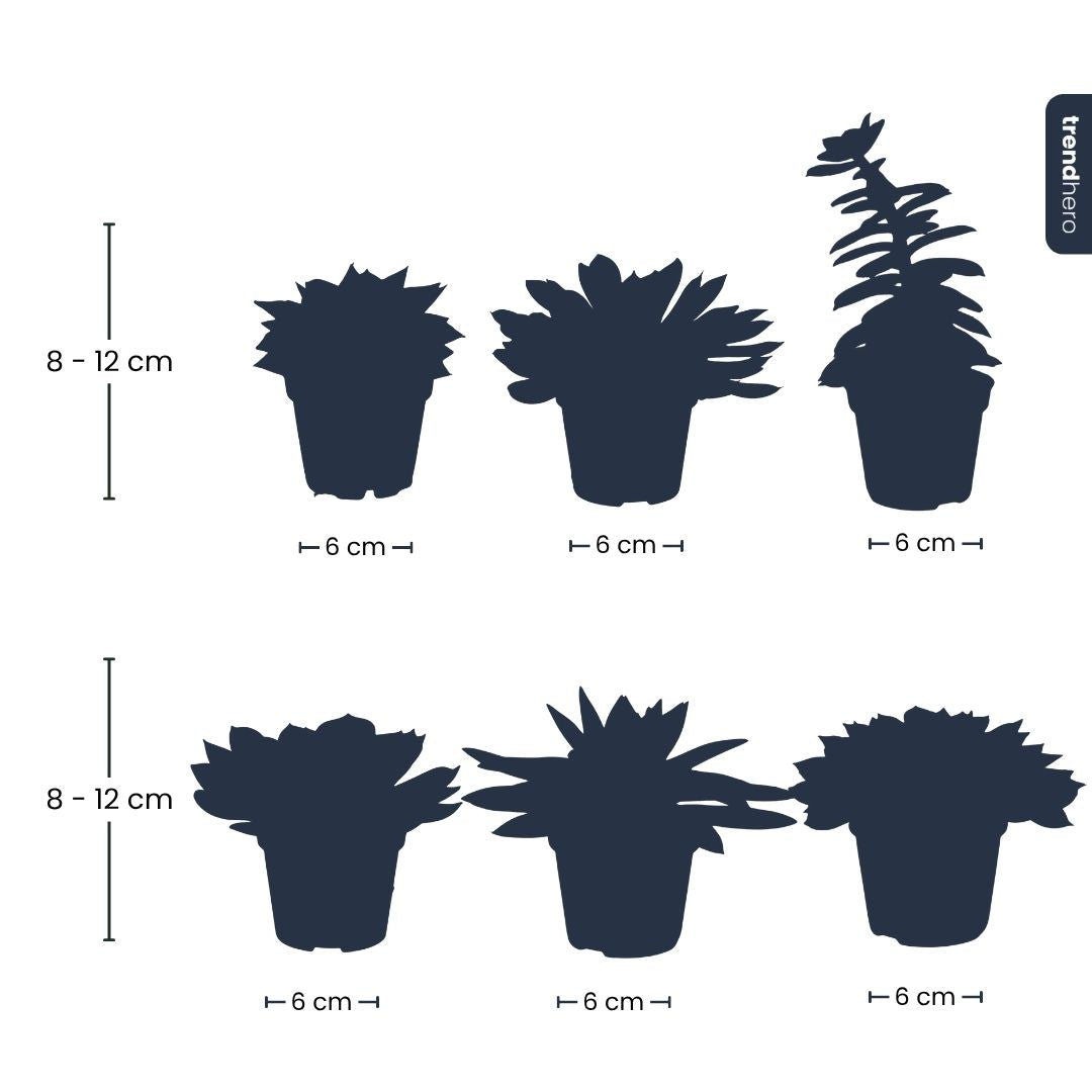 Succulent Mix Set - Assorted Succulents In 6 Cm Pots (8–12 Cm High)