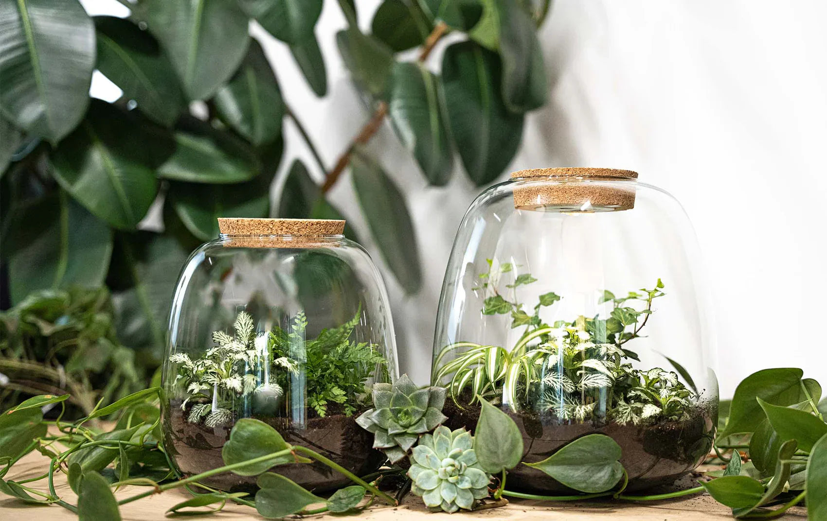 Emma - Terrarium With Light - Bottle Garden Diy Kit - Ø 23 Cm ↑ 25 Cm