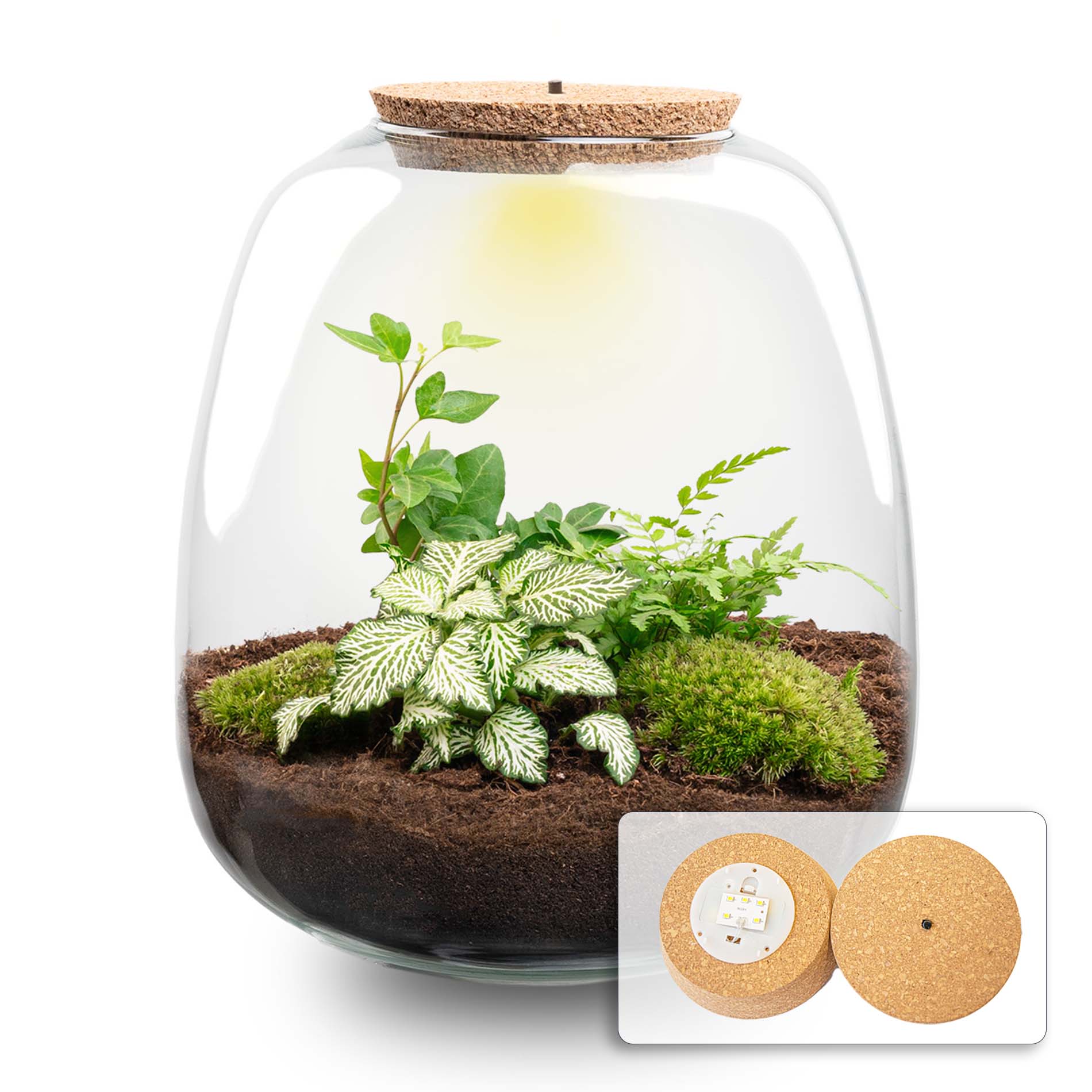 Emma - Terrarium With Light - Bottle Garden Diy Kit - Ø 23 Cm ↑ 25 Cm