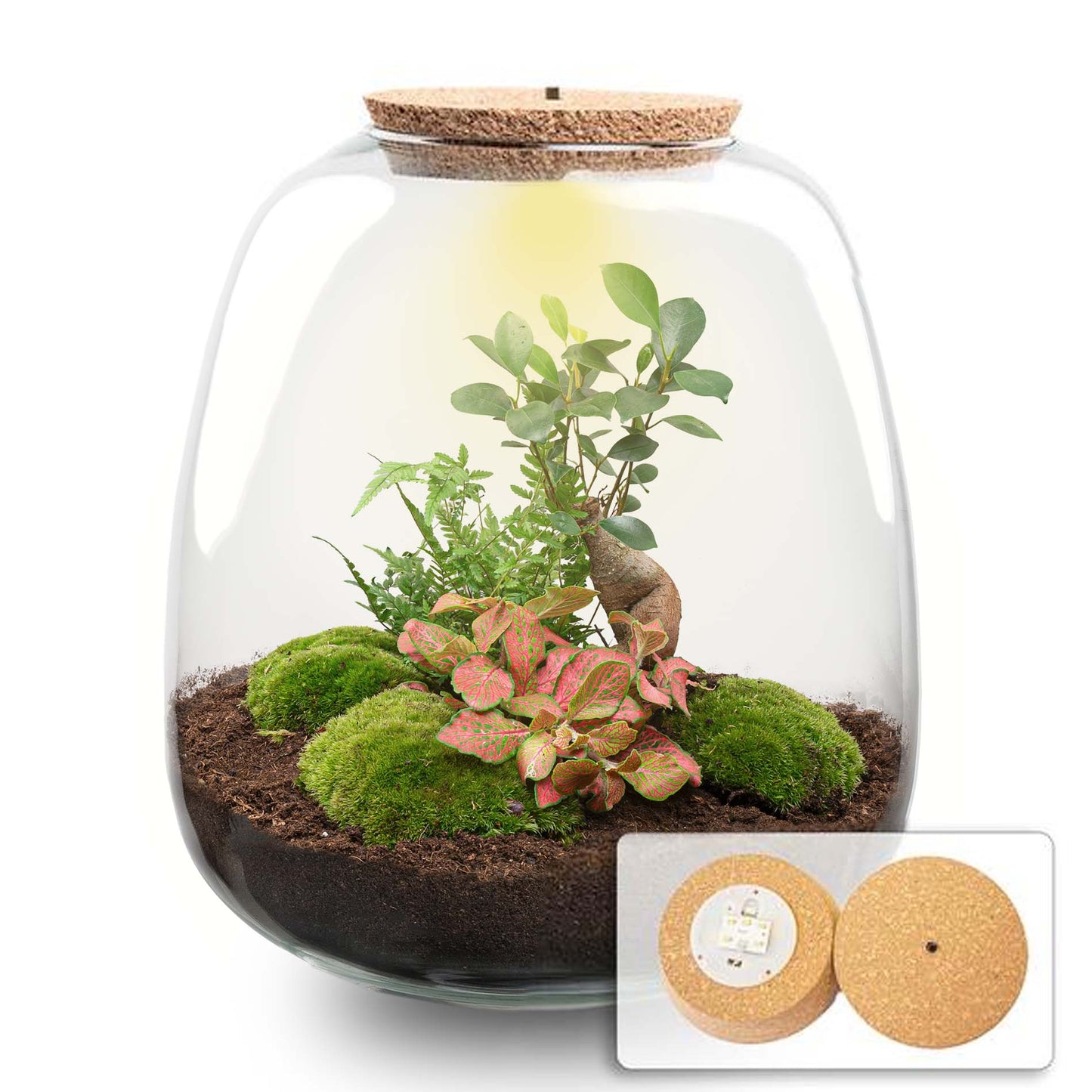 Emma - Terrarium With Light - Bottle Garden Diy Kit - Ø 23 Cm ↑ 25 Cm