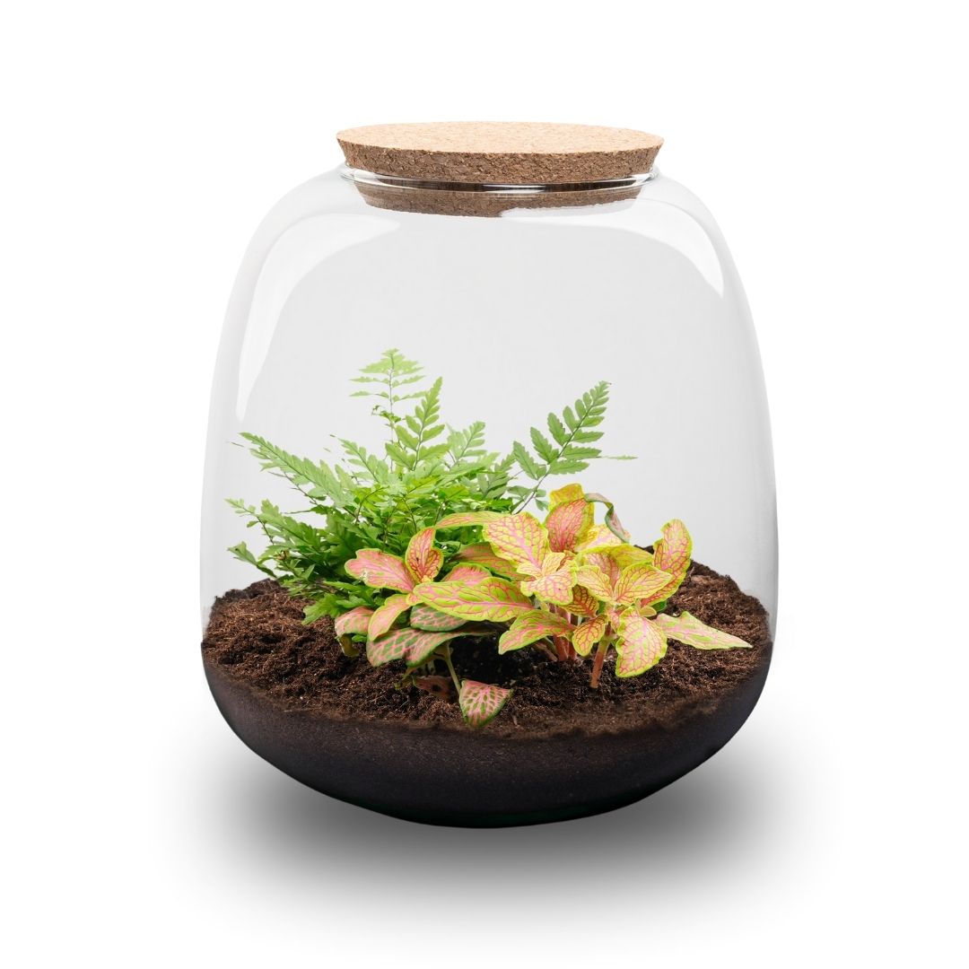 Emma Mini - Terrarium With Cork - Bottle Garden Diy Kit - Ø 19 Cm ↑ 20 Cm