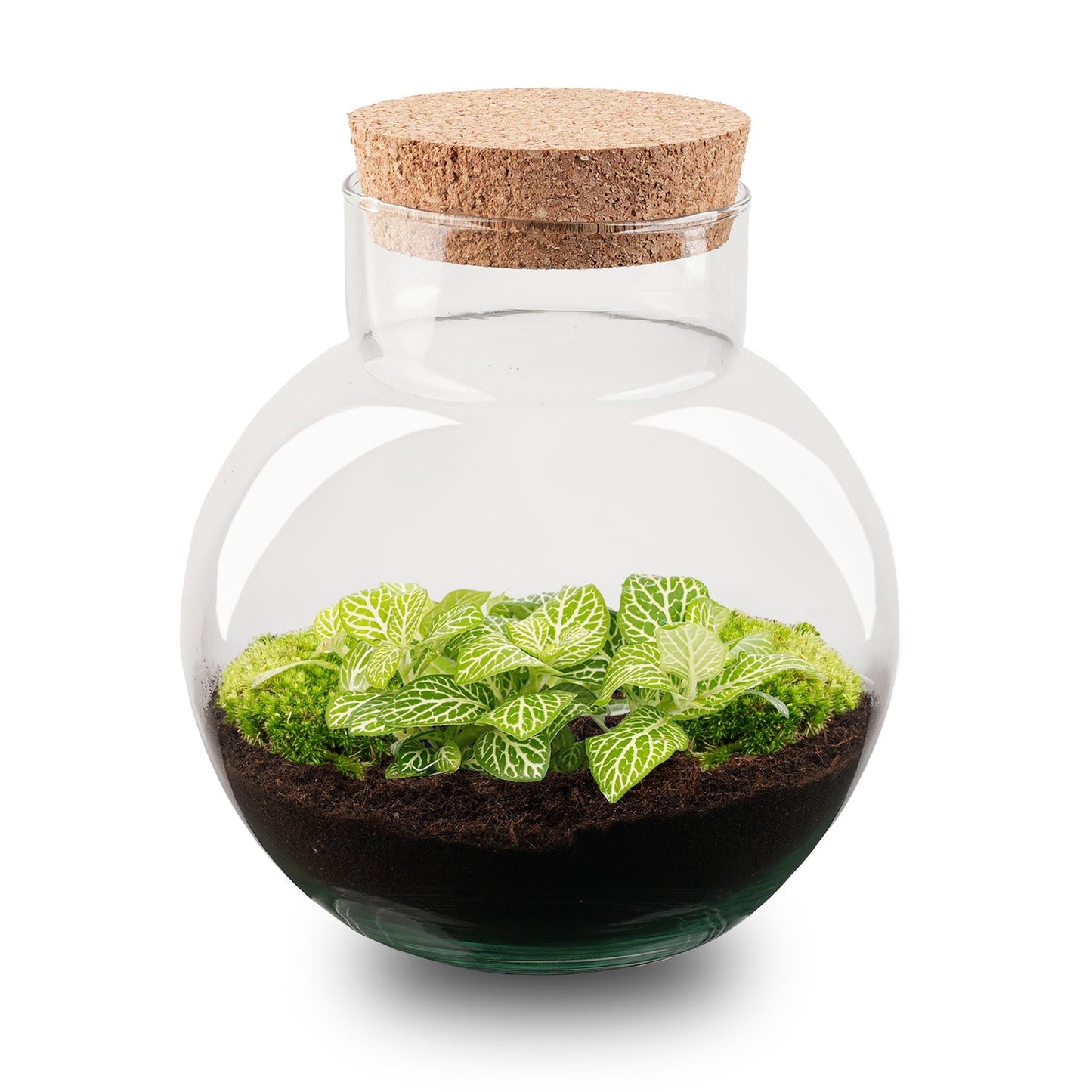 Noah - Terrarium - Bottle Garden Diy Kit - Ø 18.5 Cm ↑ 19 Cm