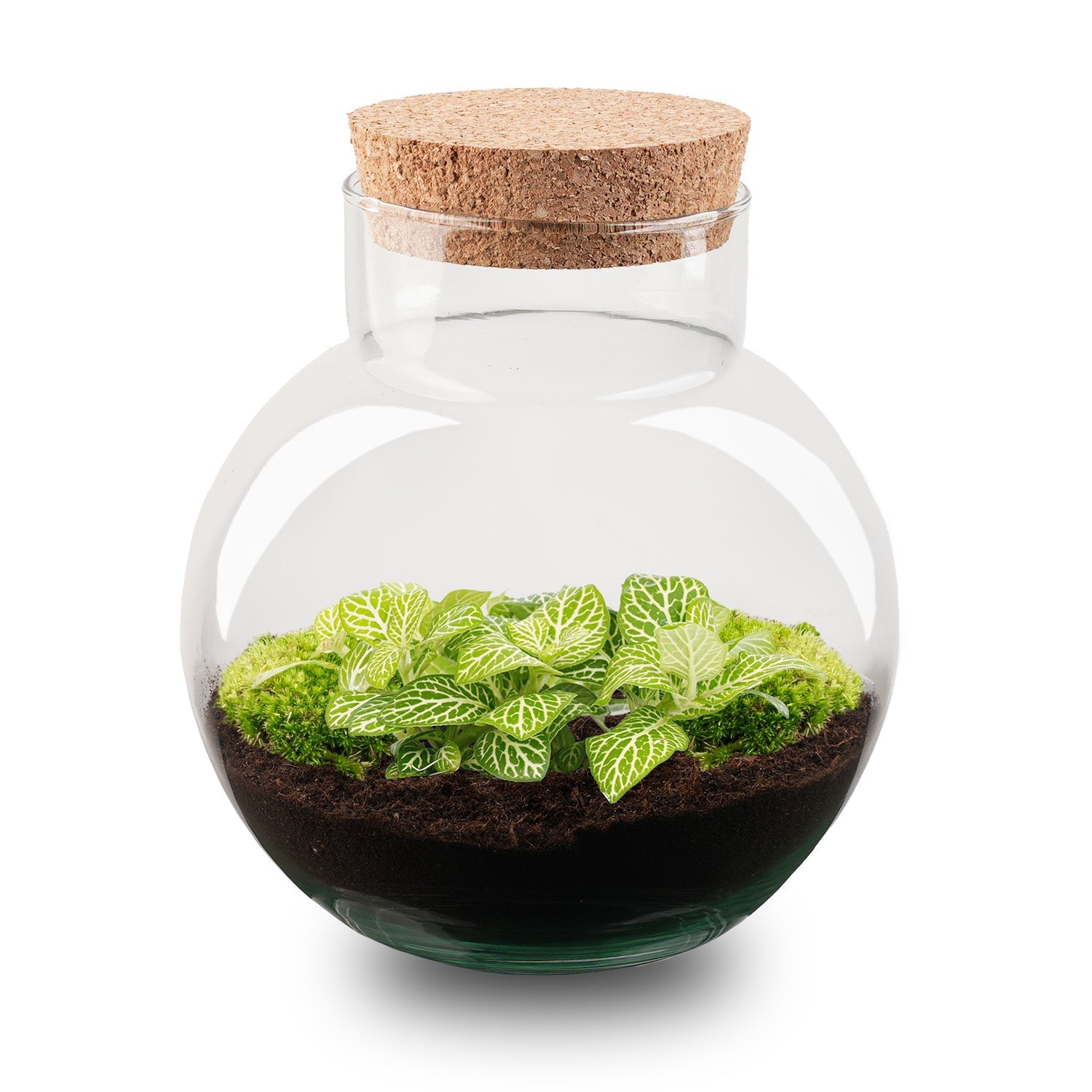 Noah - Terrarium - Bottle Garden Diy Kit - Ø 18.5 Cm ↑ 19 Cm