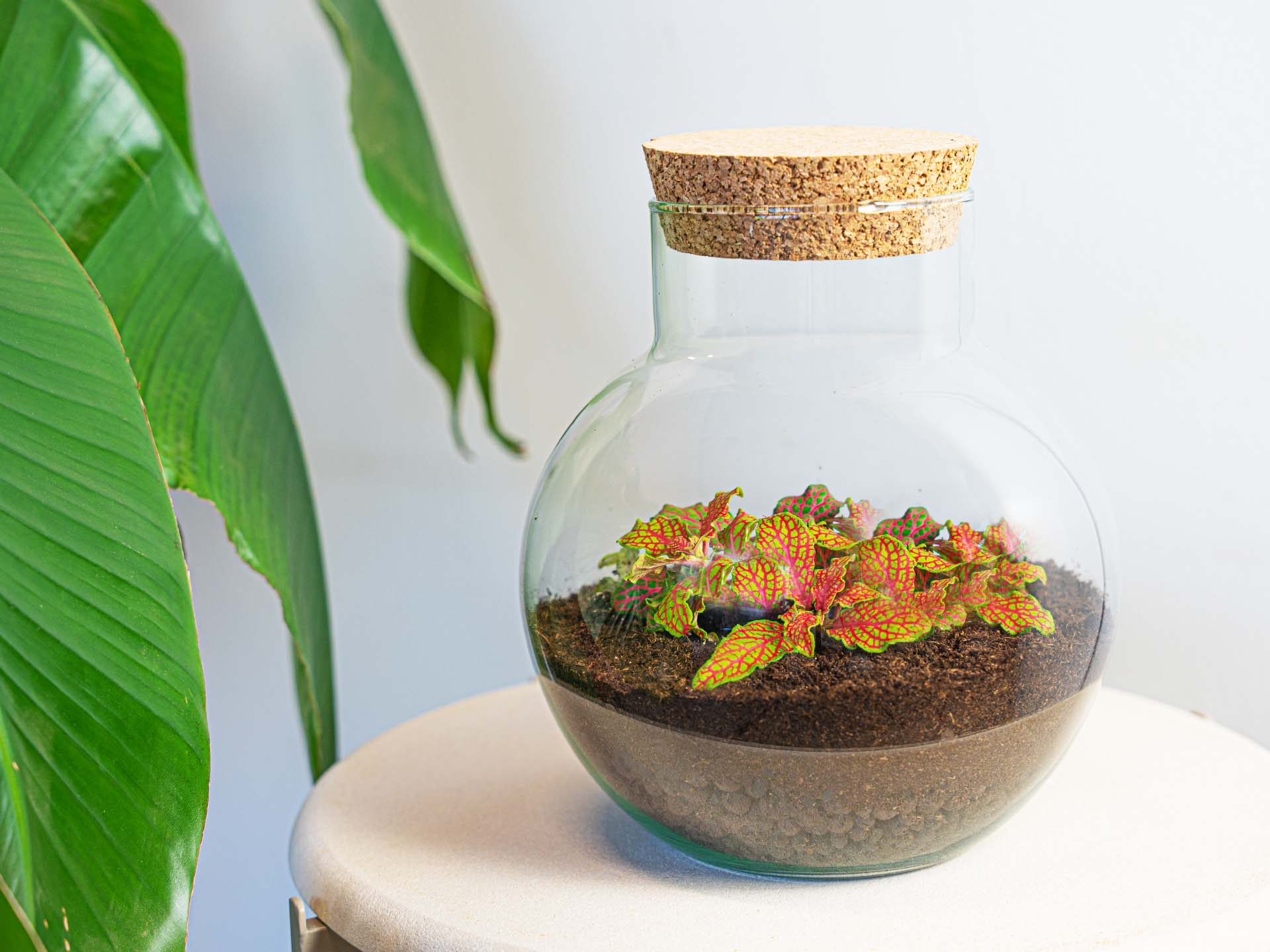 Noah - Terrarium - Bottle Garden Diy Kit - Ø 18.5 Cm ↑ 19 Cm