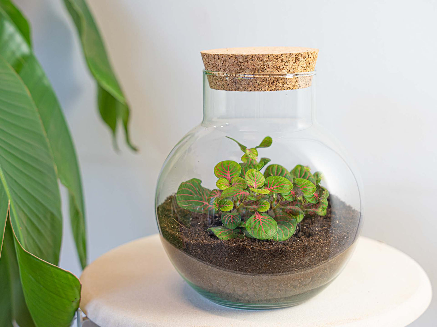 Noah - Terrarium - Bottle Garden Diy Kit - Ø 18.5 Cm ↑ 19 Cm