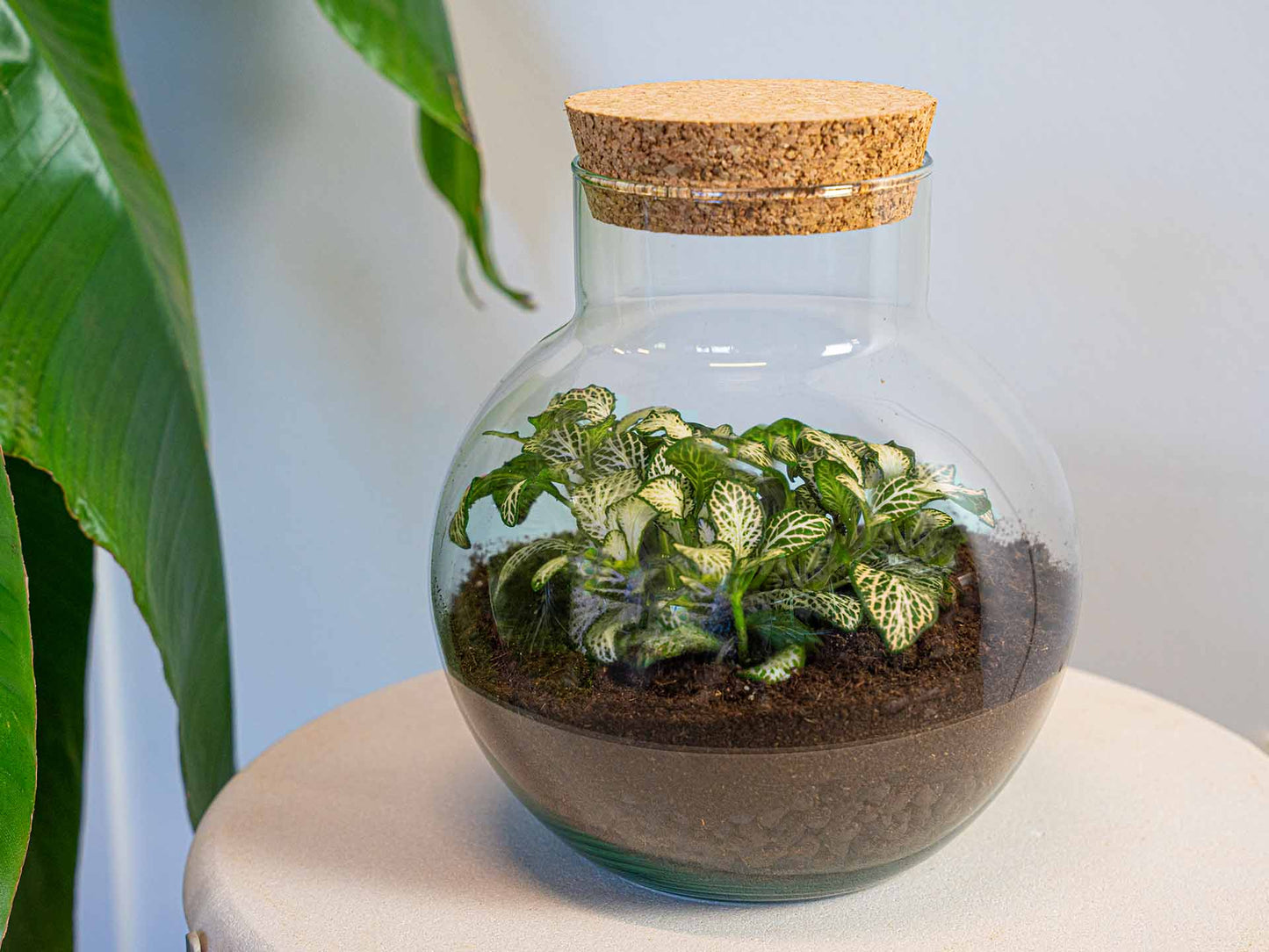 Noah - Terrarium - Bottle Garden Diy Kit - Ø 18.5 Cm ↑ 19 Cm