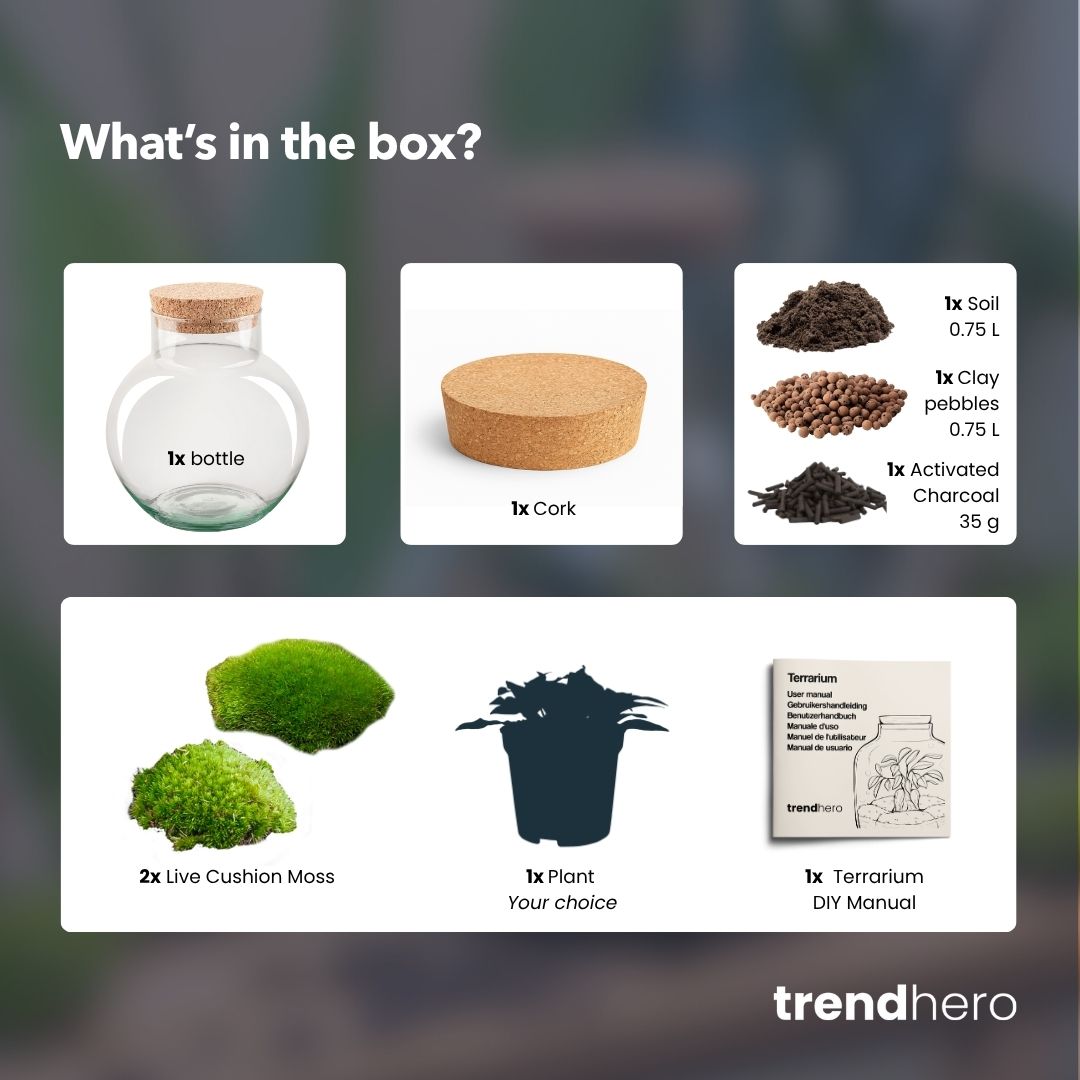 Noah - Terrarium - Bottle Garden Diy Kit - Ø 18.5 Cm ↑ 19 Cm