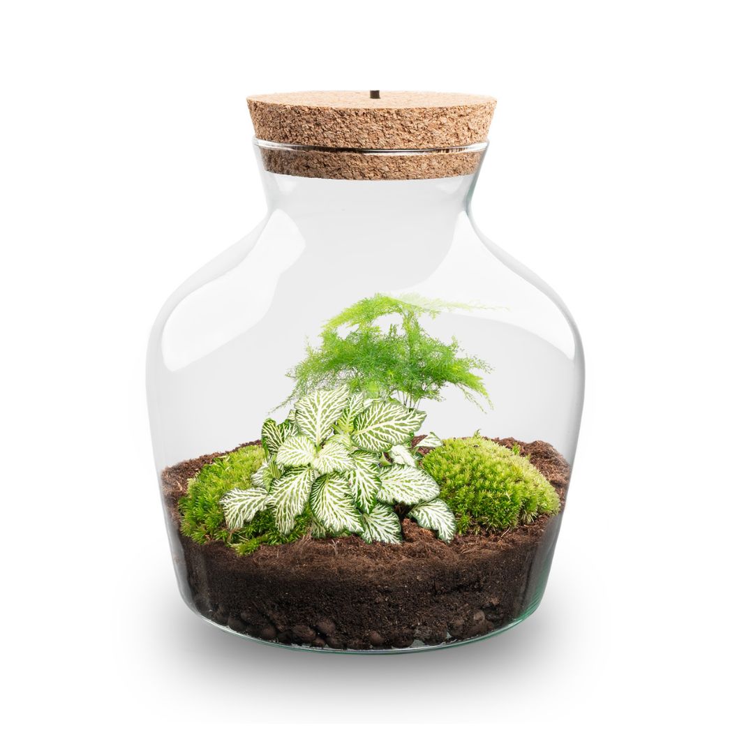 Little Joe - Terrarium With Light - Bottle Garden Diy Kit - Ø 20 Cm ↑ 22 Cm