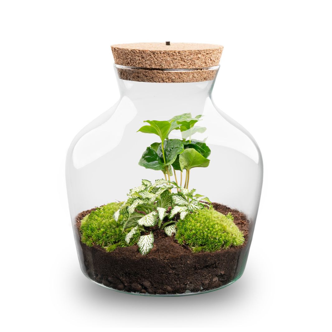 Little Joe - Terrarium With Light - Bottle Garden Diy Kit - Ø 20 Cm ↑ 22 Cm