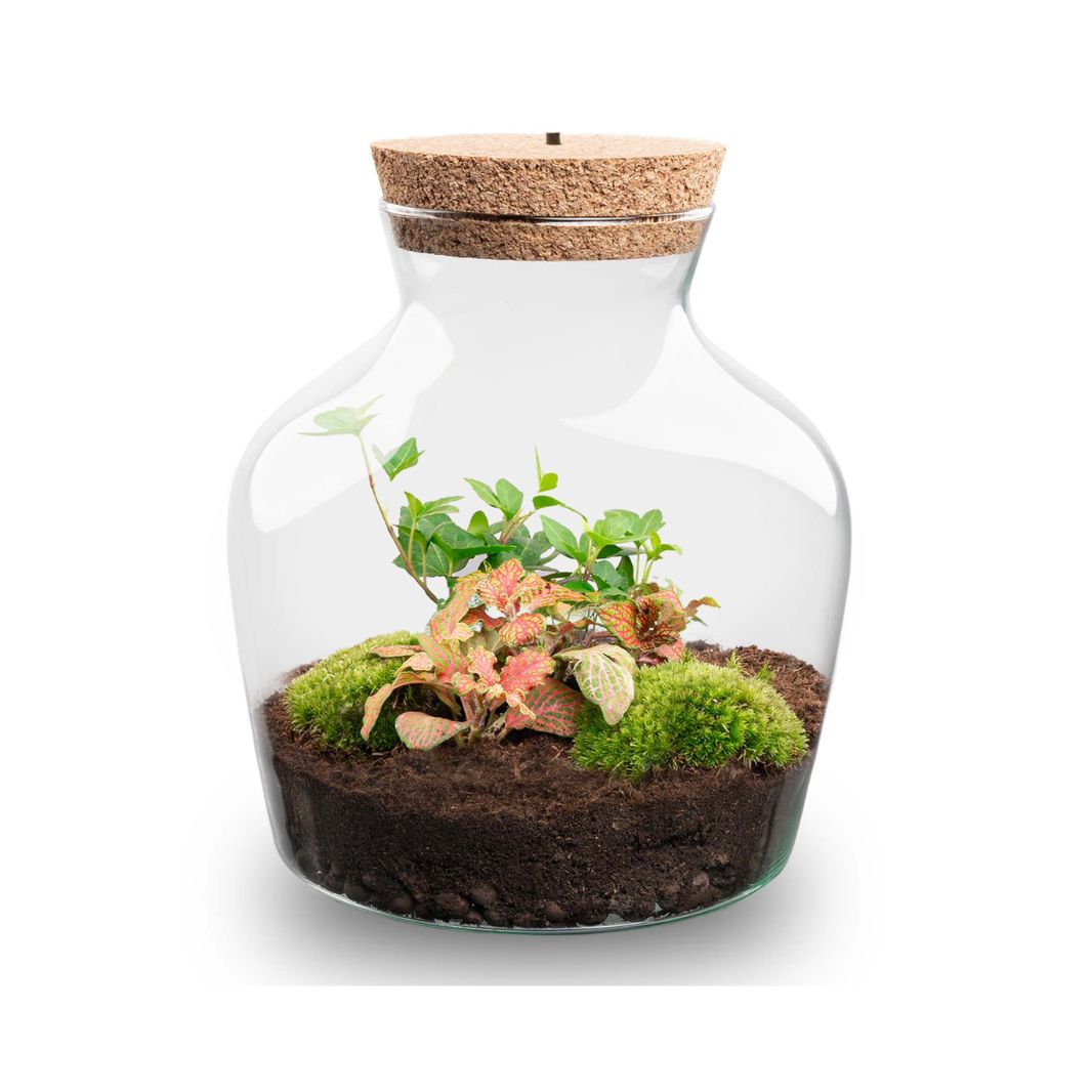 Little Joe - Terrarium With Light - Bottle Garden Diy Kit - Ø 20 Cm ↑ 22 Cm